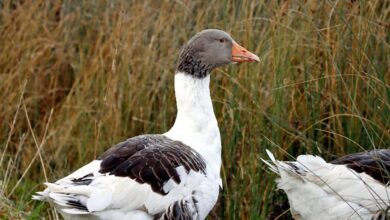 lobasincensura profile details overview