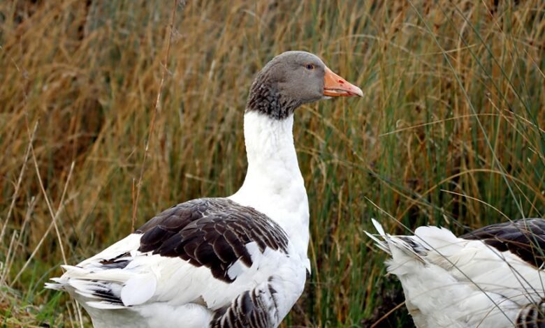 profile overview summary